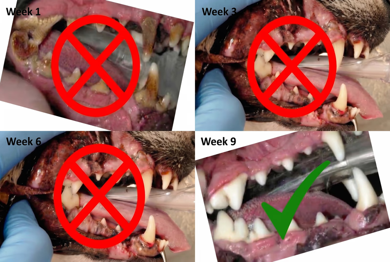 Dog dental improvement over four weeks — Week 1 through Week 4 showing reduced tartar and healthier gums