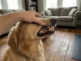 Owner lifting their golden retriever's lip to show yellowed teeth with plaque at home