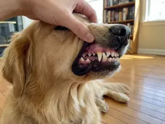 Close-up of a golden retriever's clean white teeth and healthy gums after using Twist and Lick